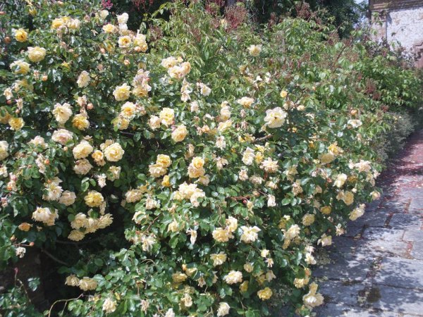 Rose garden
